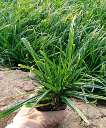 涝峪苔草