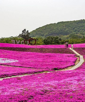 芝樱花海