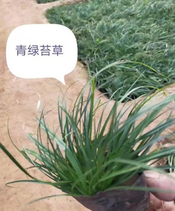 青绿苔草