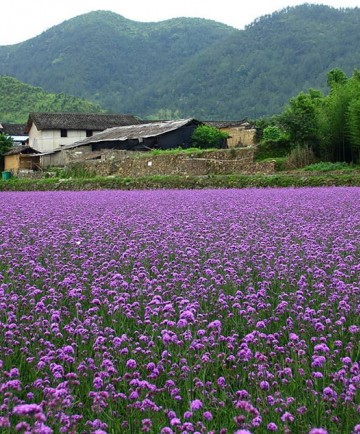 柳叶马鞭草花海